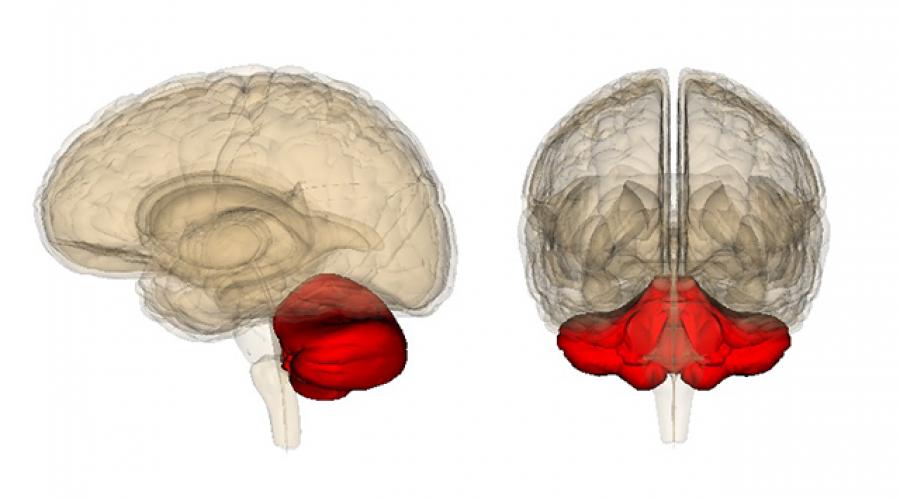 Функции и строение мозжечка головного мозга у человека. Мозжечок. Связи мозжечка. Ножки мозжечка. Пути. Симптомы поражения мозжечка Мозжечок определение